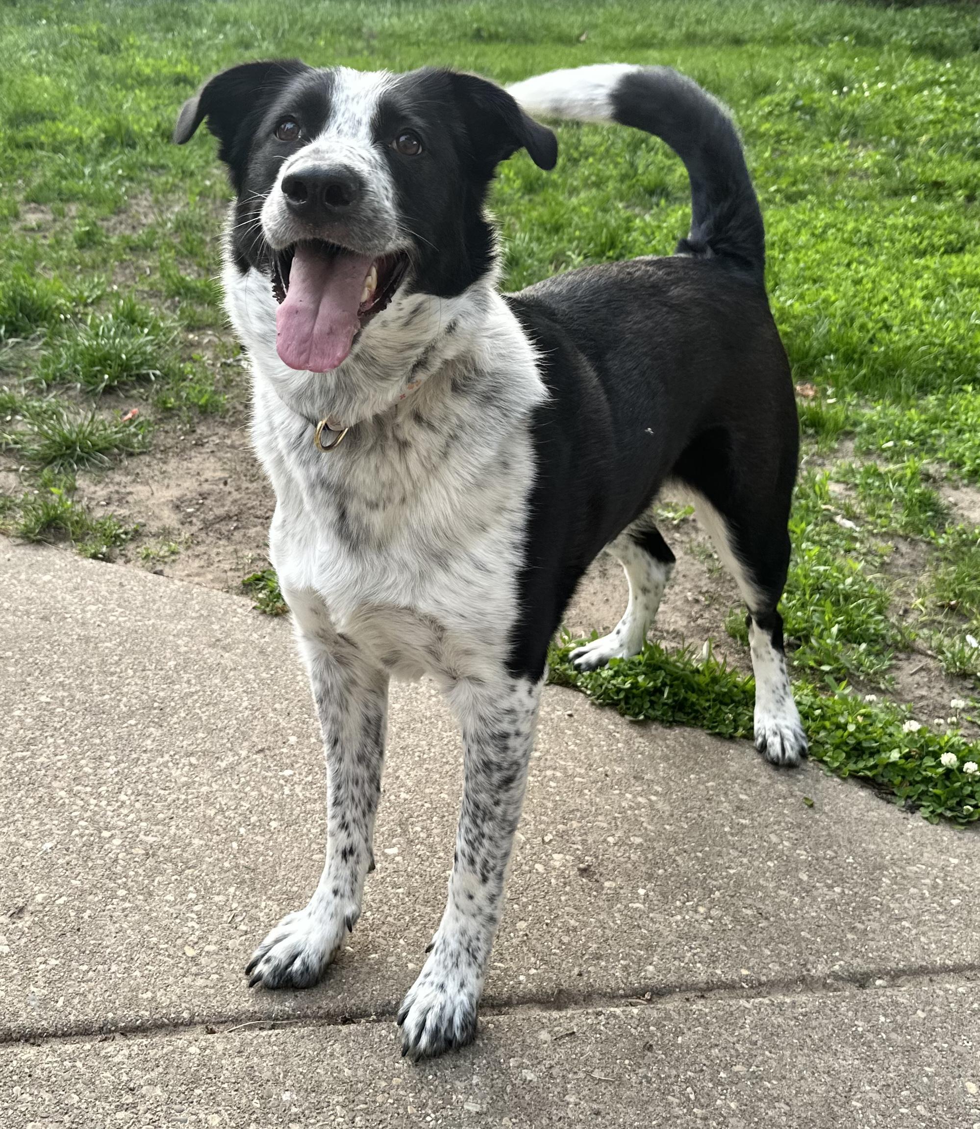 Freya, a Adoptable mixed breed in White Lake, MI image 1/5