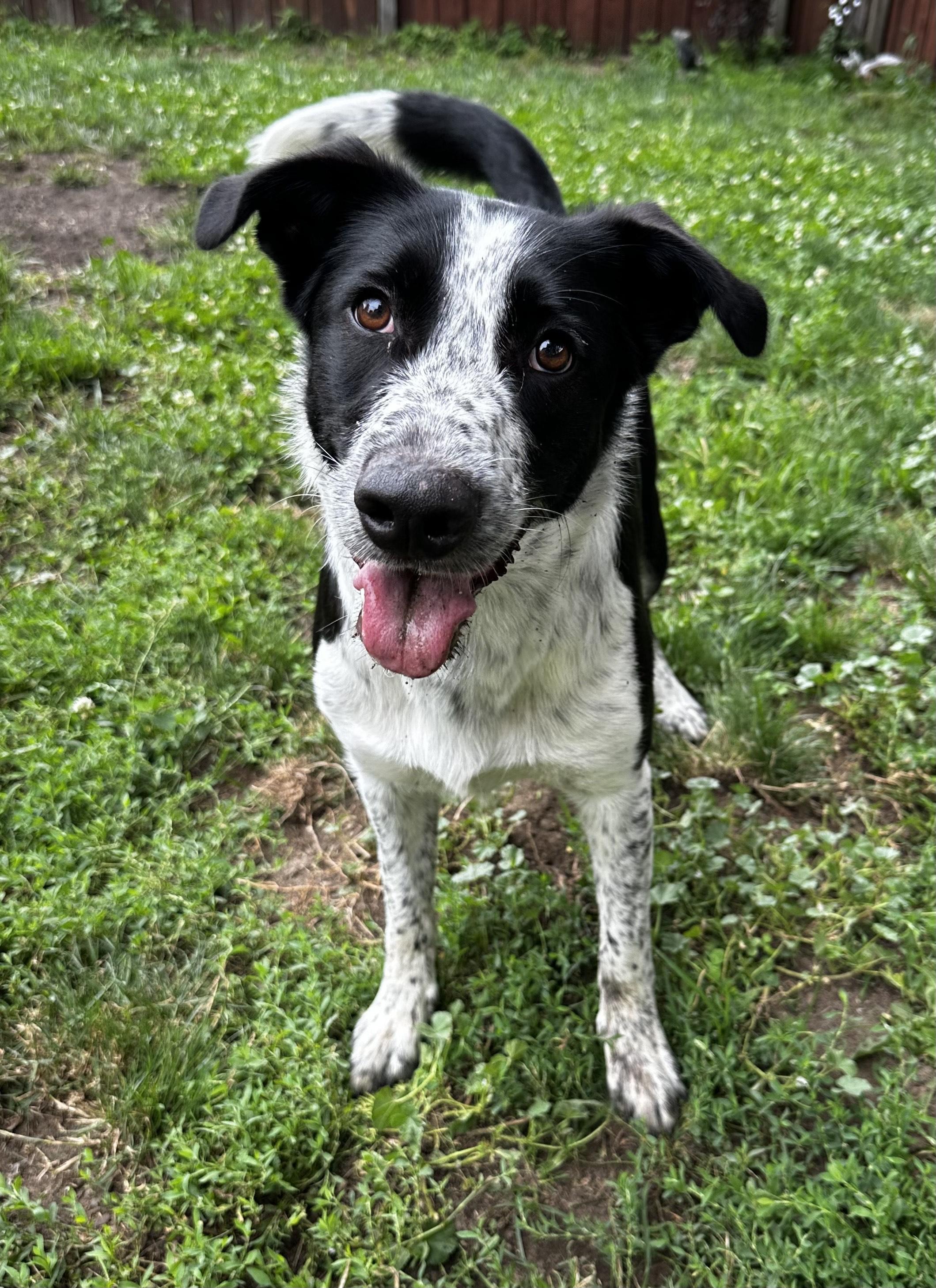 Freya, a Adoptable mixed breed in White Lake, MI image 4/5