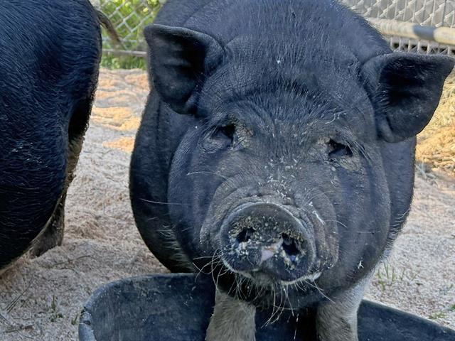BAM BAM, Adoptable, Young Male Pig.