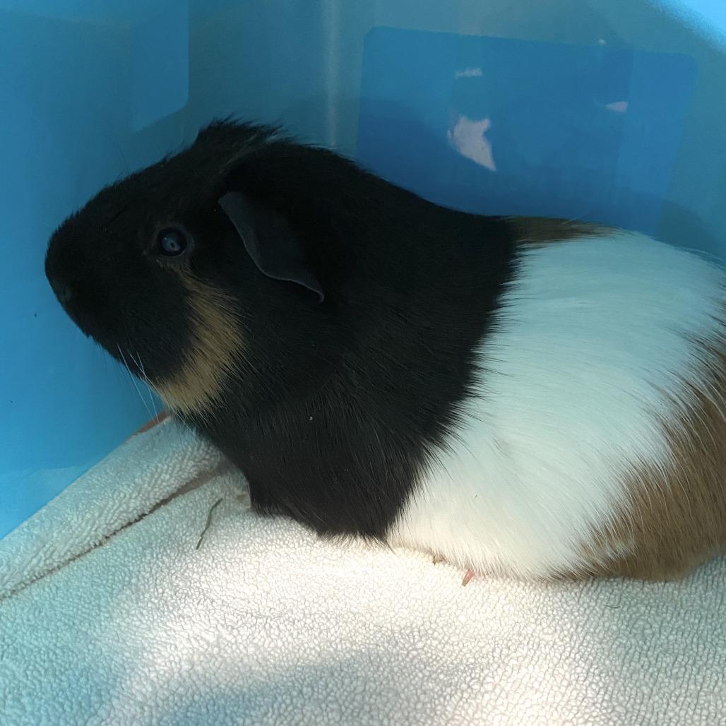 Patches, Adoptable, Baby Male Guinea Pig.