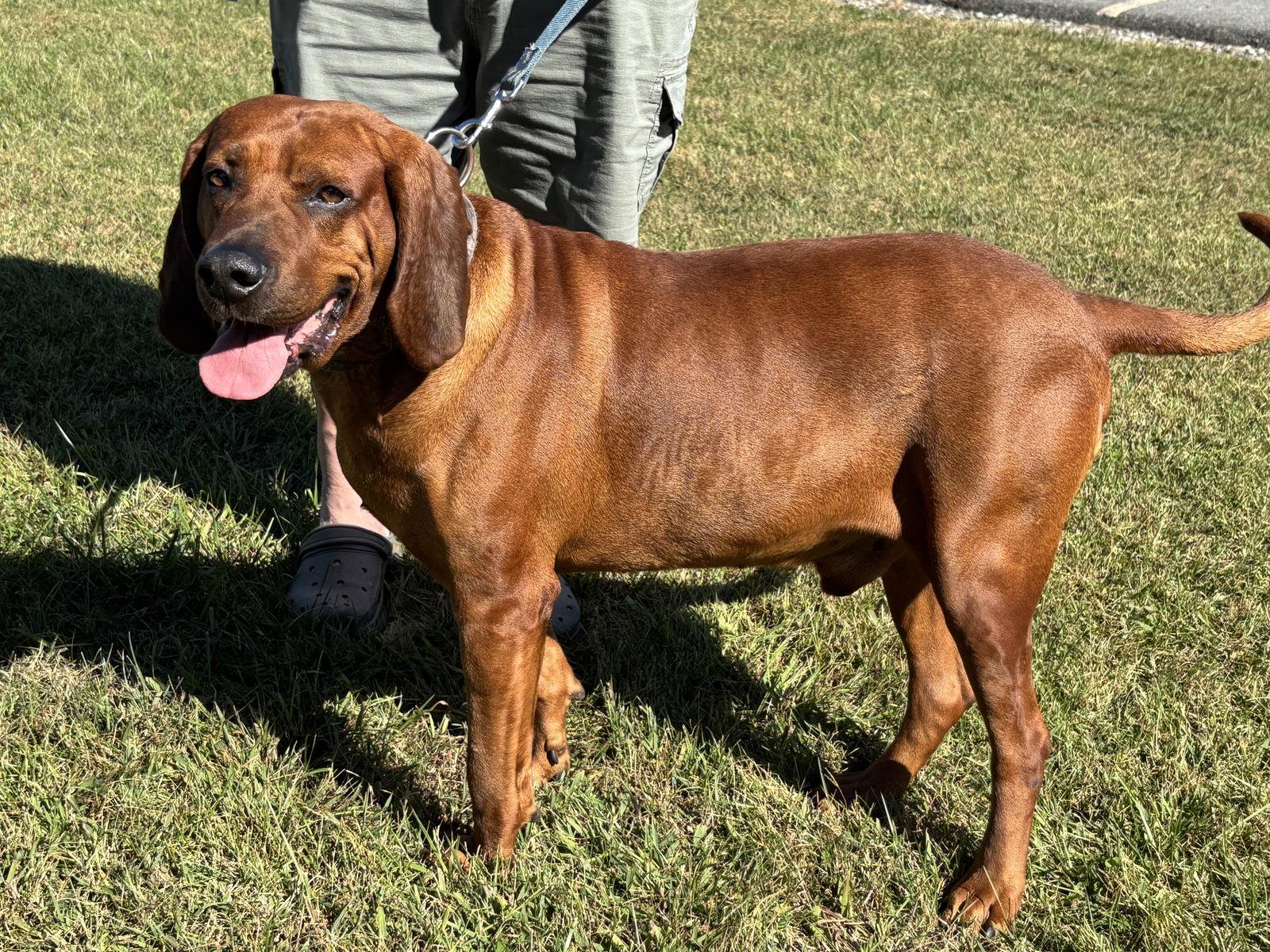 Enlarge Bo: "My Home to Yours," not at the shelter, a Adoptable Bloodhound in Rustburg, VA image 1/3