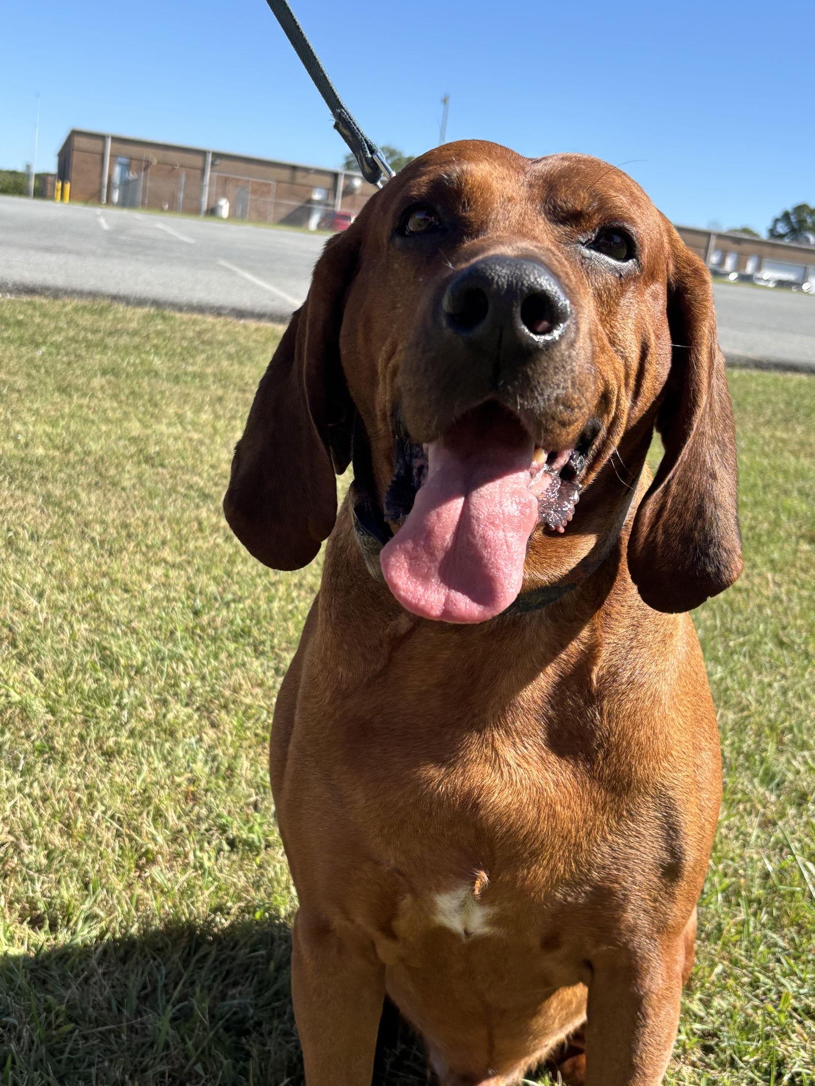 Enlarge Bo: "My Home to Yours," not at the shelter, a Adoptable Bloodhound in Rustburg, VA image 2/3