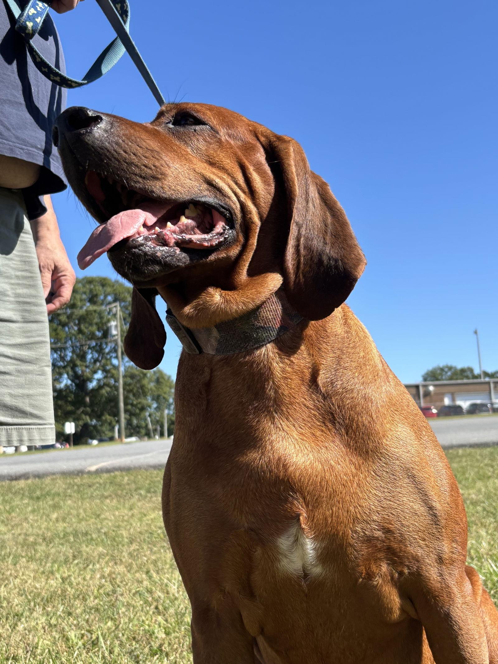 Enlarge Bo: "My Home to Yours," not at the shelter, a Adoptable Bloodhound in Rustburg, VA image 3/3