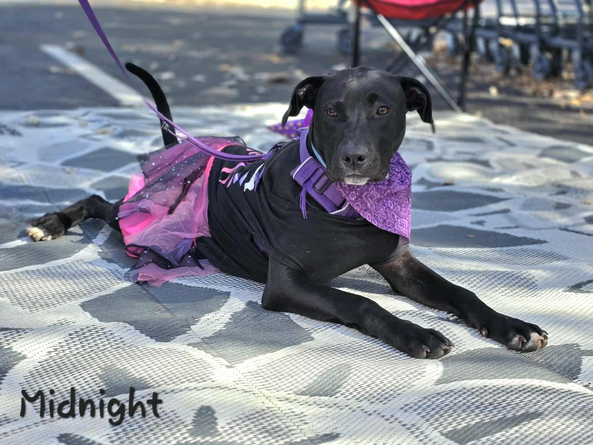 Enlarge Midnight, an adopted mixed breed in Bishop, GA image 4/6