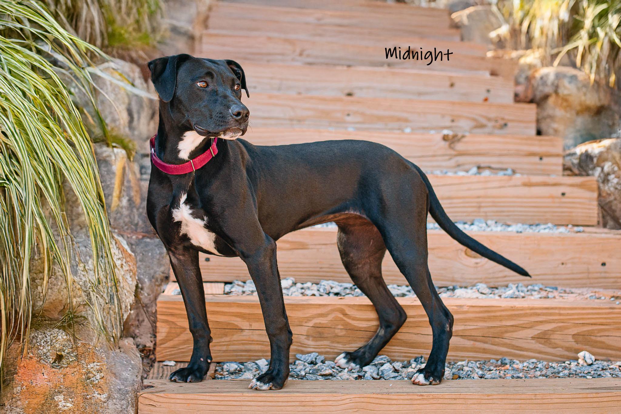 Enlarge Midnight, an adopted mixed breed in Bishop, GA image 1/6