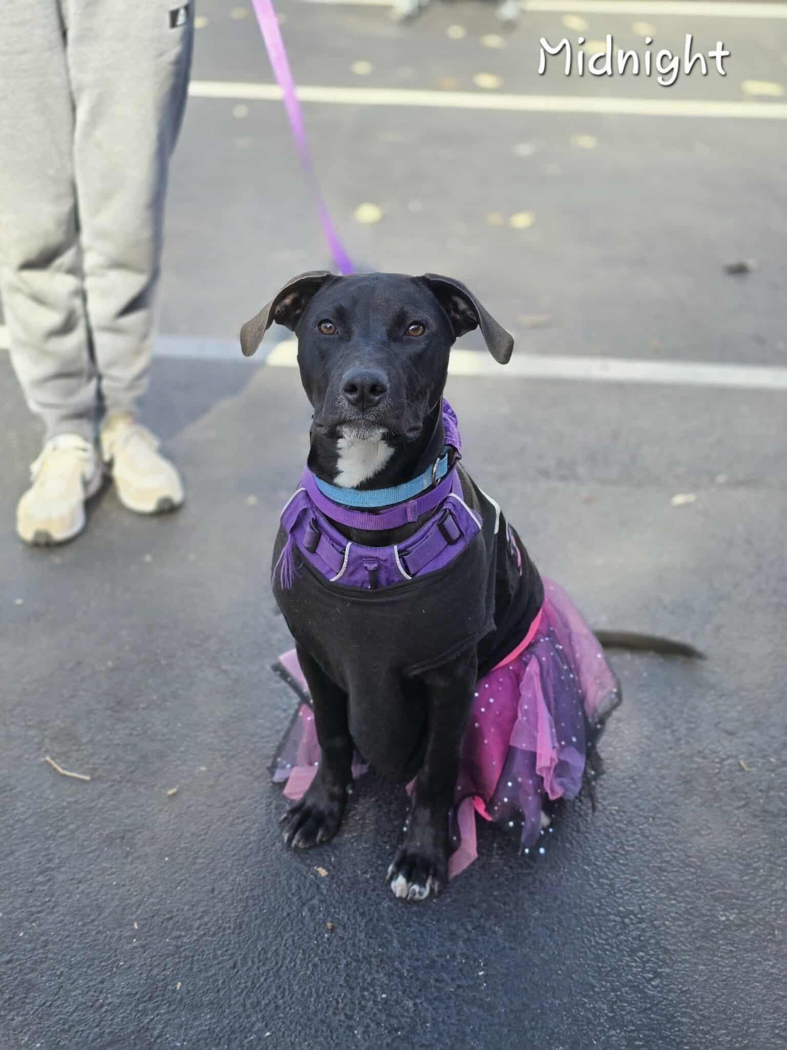 Enlarge Midnight, an adopted mixed breed in Bishop, GA image 5/6
