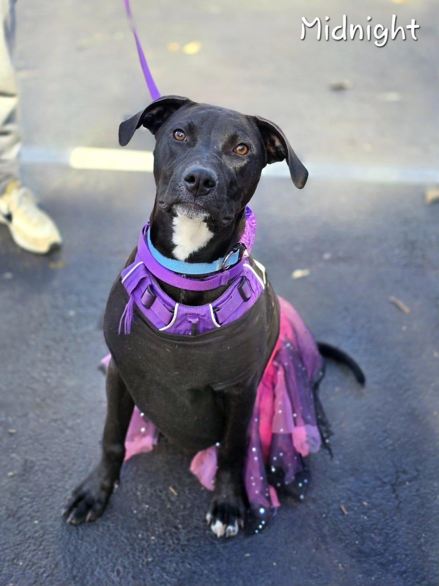 Enlarge Midnight, an adopted mixed breed in Bishop, GA image 2/6