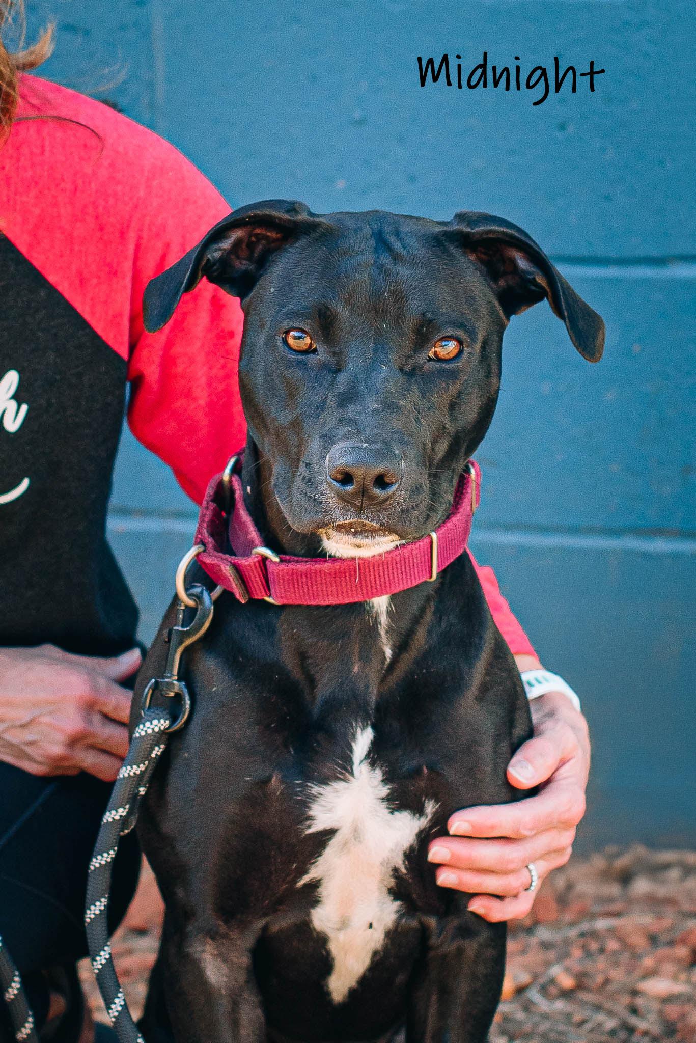 Enlarge Midnight, an adopted mixed breed in Bishop, GA image 3/6