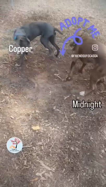 Enlarge Midnight, an adopted mixed breed in Bishop, GA video 6/6