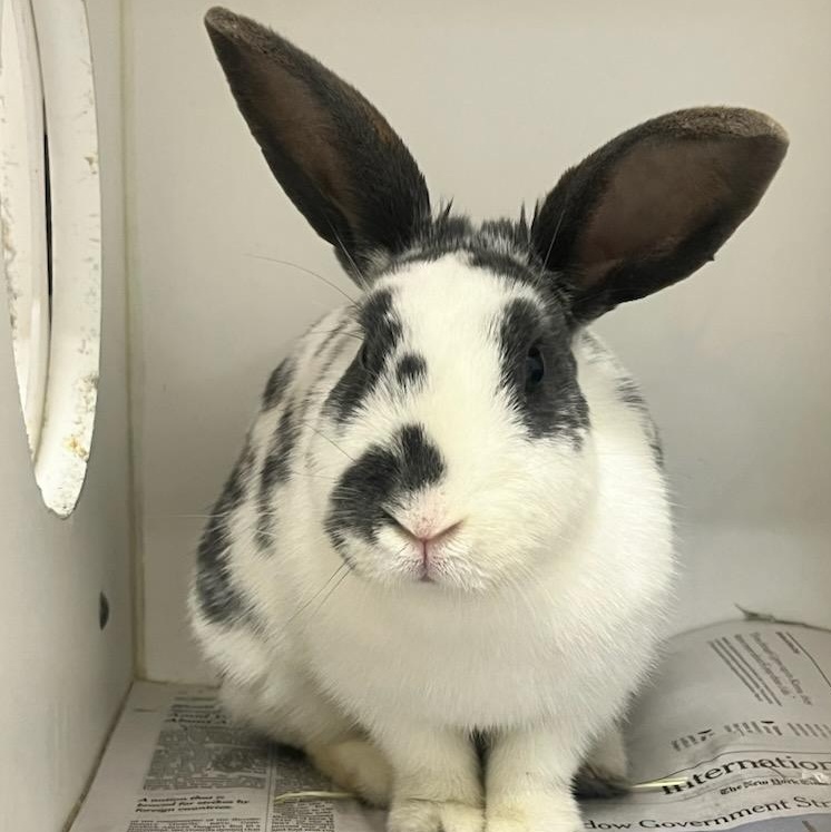 Dot Dot (ID 50126/307), adoptable, Adult Female Bunny Rabbit.