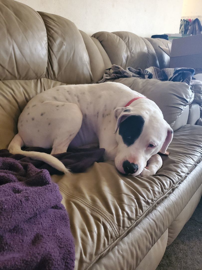 Tanner, a Adoptable American Bulldog in White Settlement, TX image 2/10