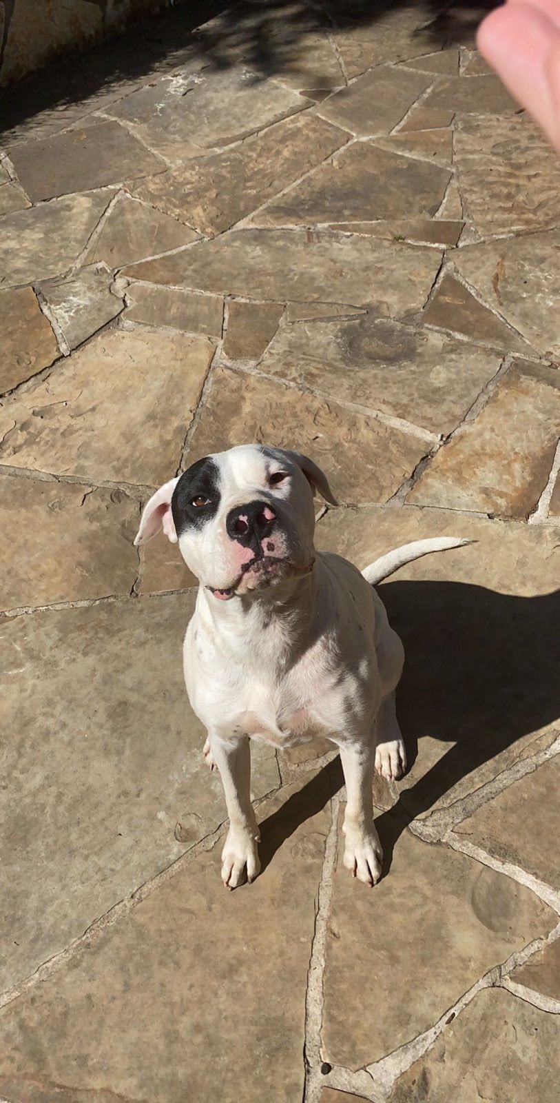 Tanner, a Adoptable American Bulldog in White Settlement, TX image 3/10
