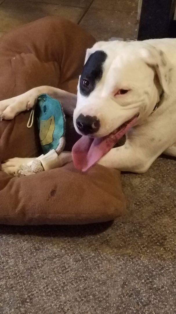 Tanner, a Adoptable American Bulldog in White Settlement, TX image 4/10