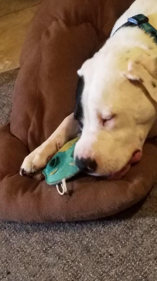 Tanner, a Adoptable American Bulldog in White Settlement, TX image 5/10