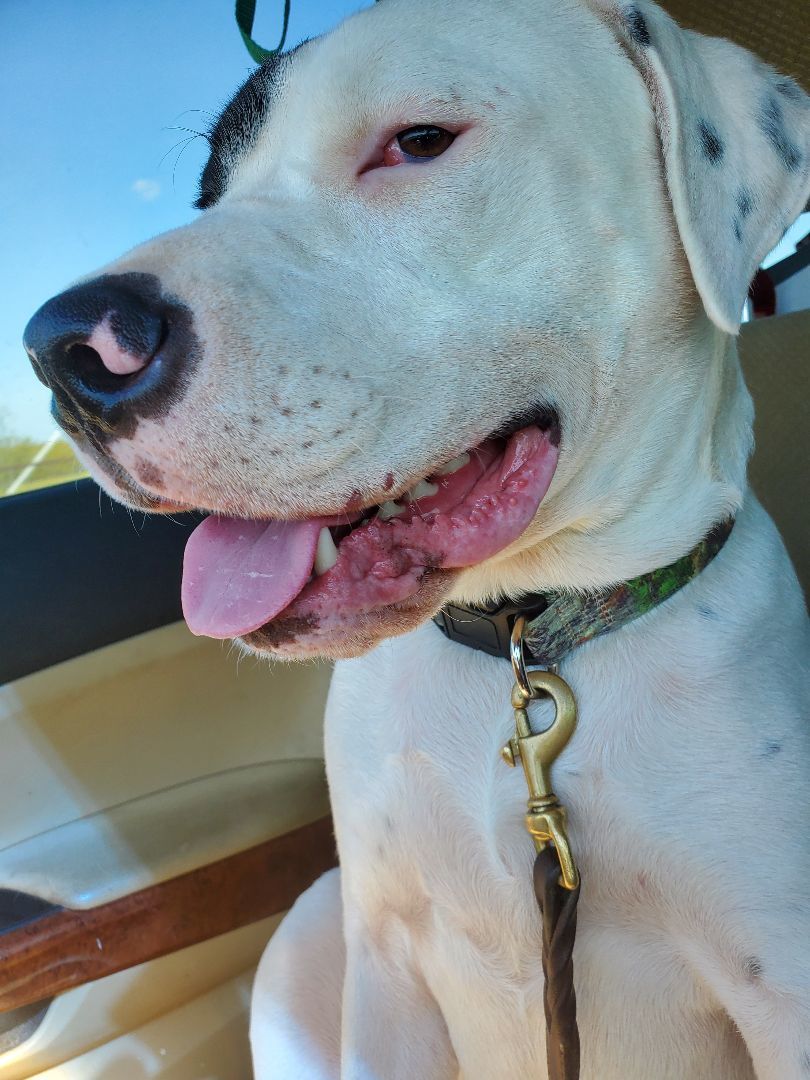 Tanner, a Adoptable American Bulldog in White Settlement, TX image 6/10