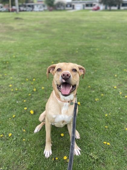 Kash, a Adoptable mixed breed in North Adams, MA image 1/2