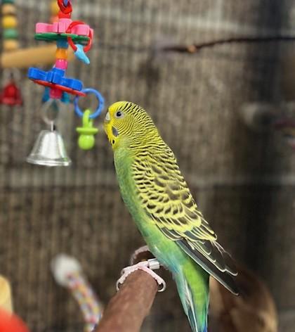 Enlarge Kiwi, a Adoptable Parakeet (Other) in Eugene, OR image 1/2