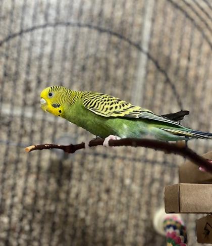 Enlarge Kiwi, a Adoptable Parakeet (Other) in Eugene, OR image 2/2
