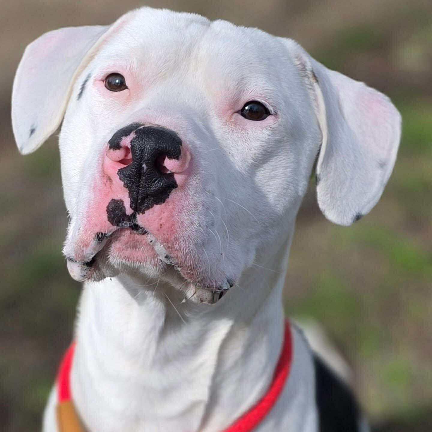 Clark — thumbnail 4