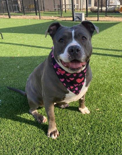 Enlarge Korra, a Adoptable mixed breed in Chesapeake, VA image 2/3