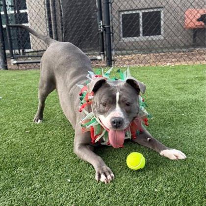 Enlarge Korra, a Adoptable mixed breed in Chesapeake, VA image 3/3