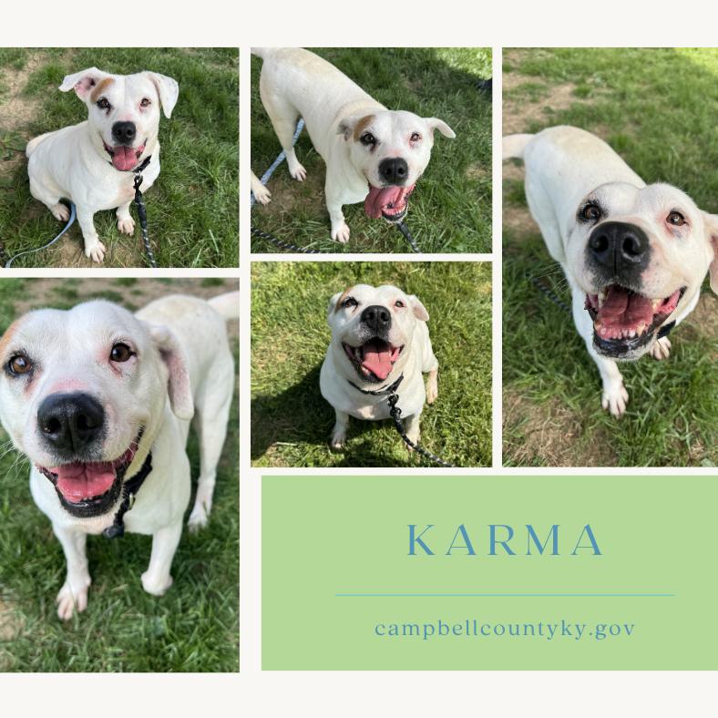 Enlarge Karma, a Adoptable Mixed Breed in Melbourne, KY image 1/1