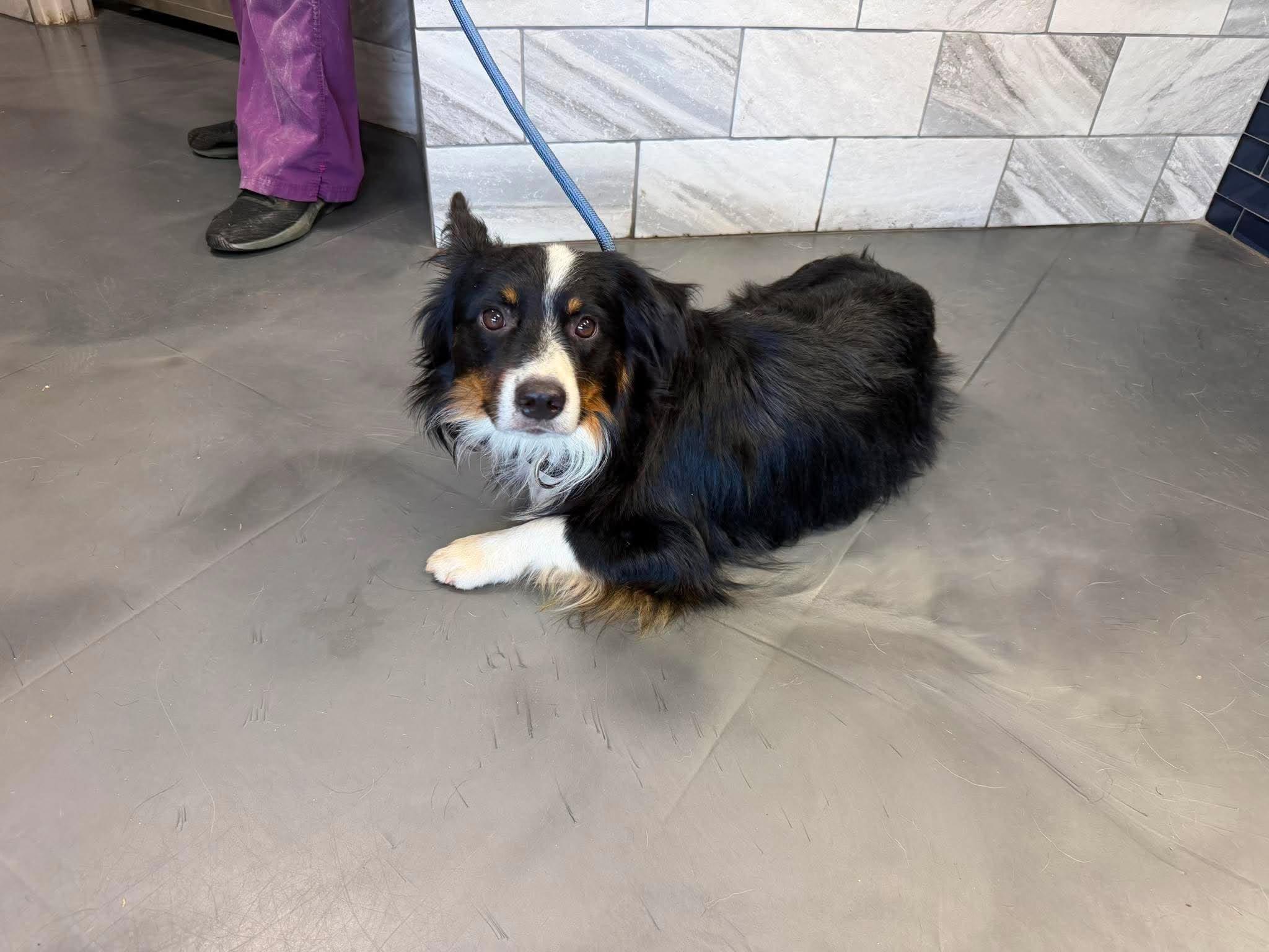 Enlarge Ding-Dong, a Adopted mixed breed in New Baltimore, MI image 1/2