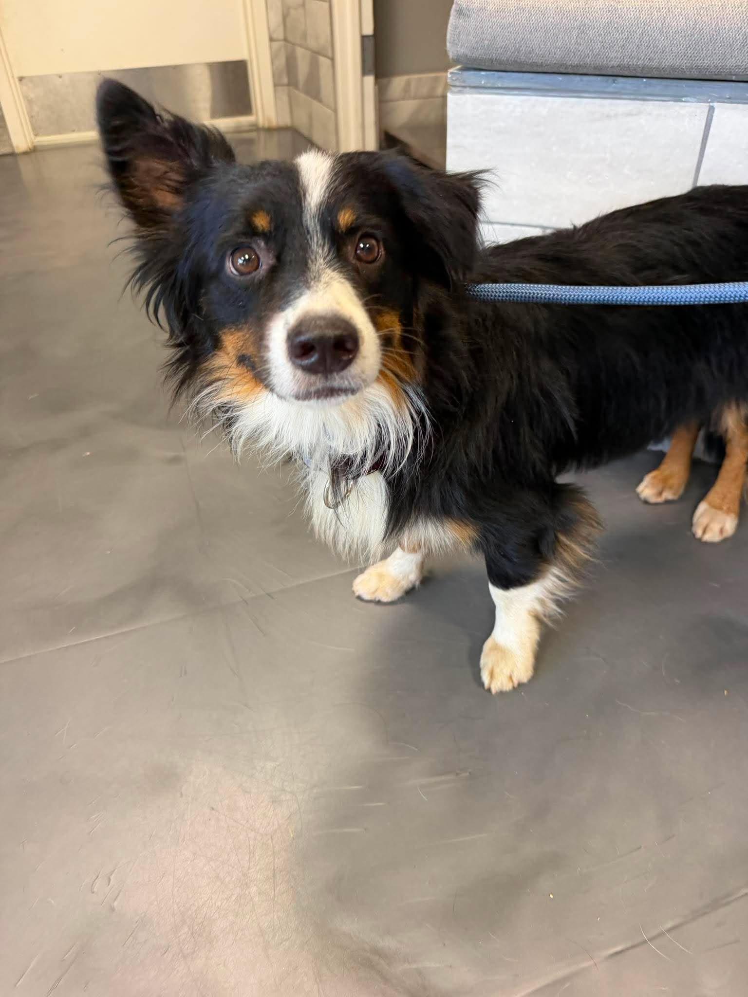 Enlarge Ding-Dong, a Adopted mixed breed in New Baltimore, MI image 2/2