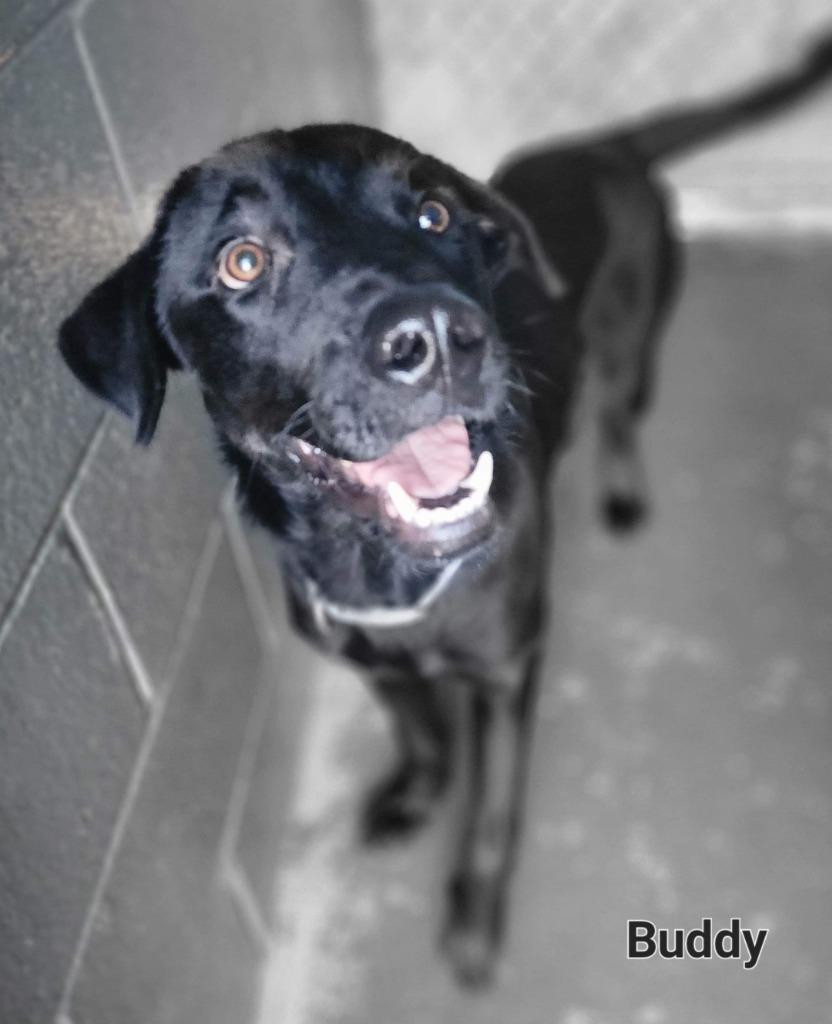Buddy, Adoptable, Adult Male Labrador Retriever.