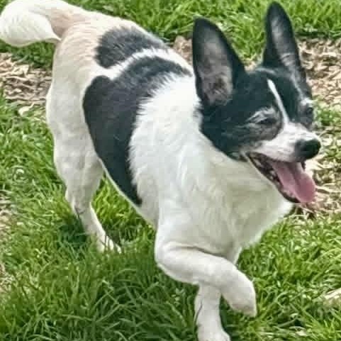 Domino — thumbnail 2