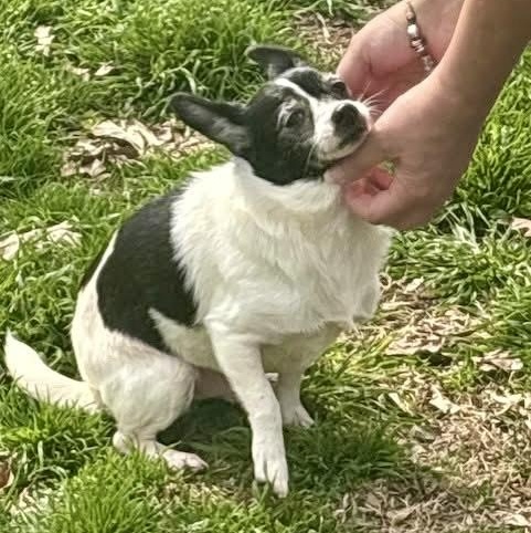 Domino — thumbnail 3