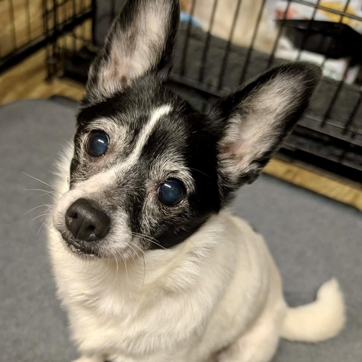 Domino — thumbnail 4