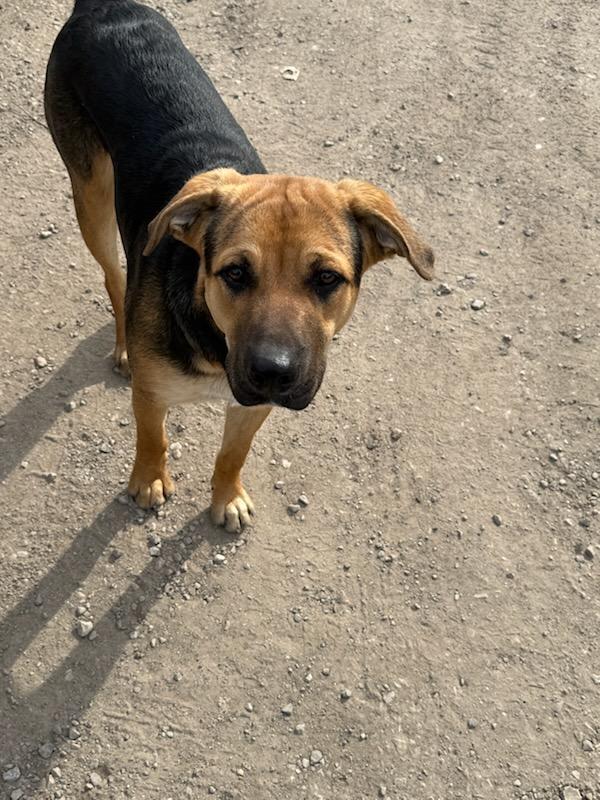 Enlarge Baxter, a Adoptable mixed breed in Plano, TX image 1/3