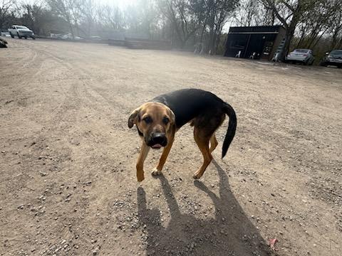 Enlarge Baxter, a Adoptable mixed breed in Plano, TX image 2/3