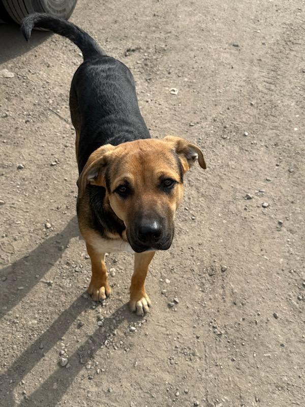 Enlarge Baxter, a Adoptable mixed breed in Plano, TX image 3/3