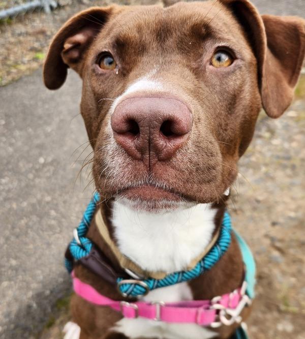 Enlarge Brunswick (mcas), a Adoptable mixed breed in Troutdale, OR image 1/3