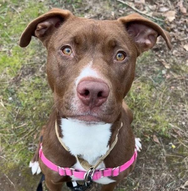 Enlarge Brunswick (mcas), a Adoptable mixed breed in Troutdale, OR image 3/3