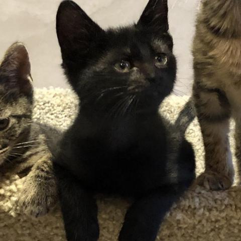 Spider, a Adoptable Domestic Short Hair in Davie, FL image 1/6