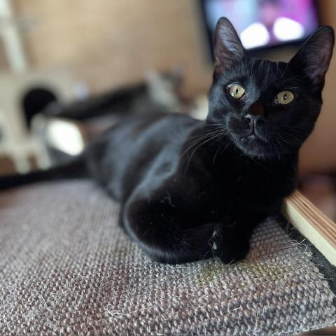 Spider, Adoptable, Adult Female Domestic Short Hair.