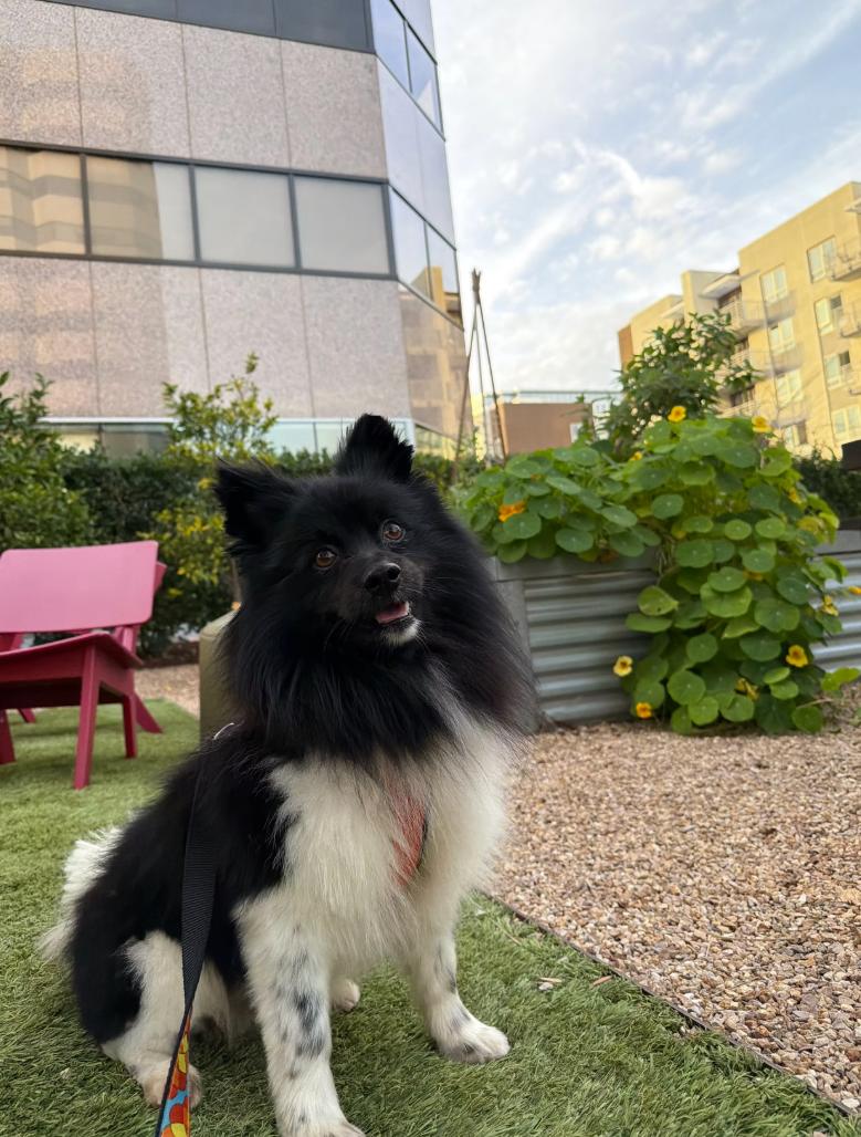 Meadow, ADOPTABLE, Young Male Pomeranian.