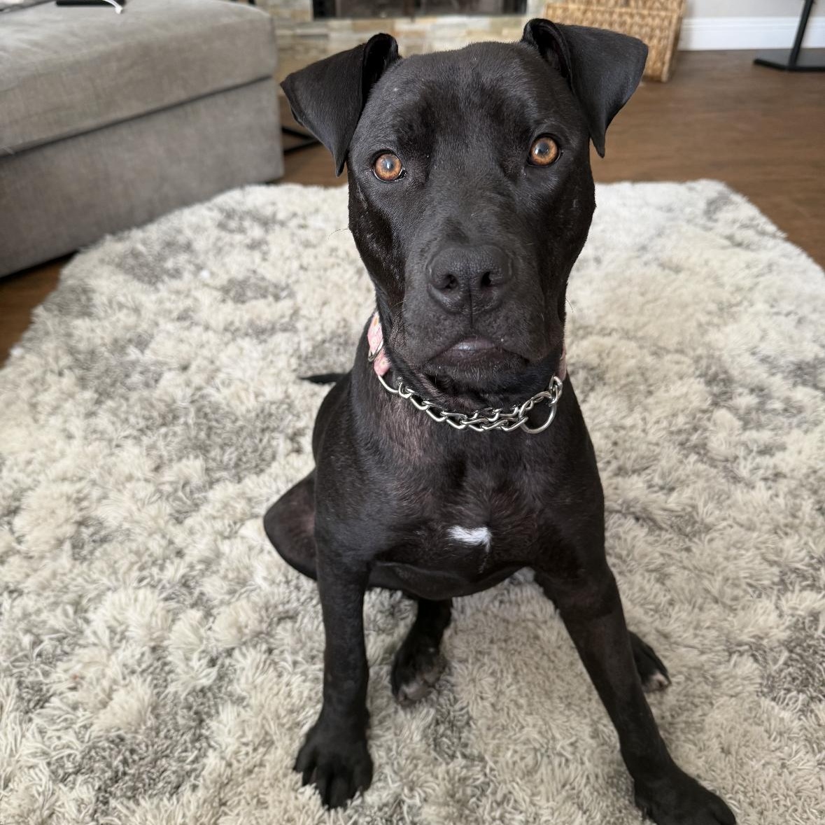 Buttercup, an adoptable mixed breed in South San Francisco , CA image 2/6