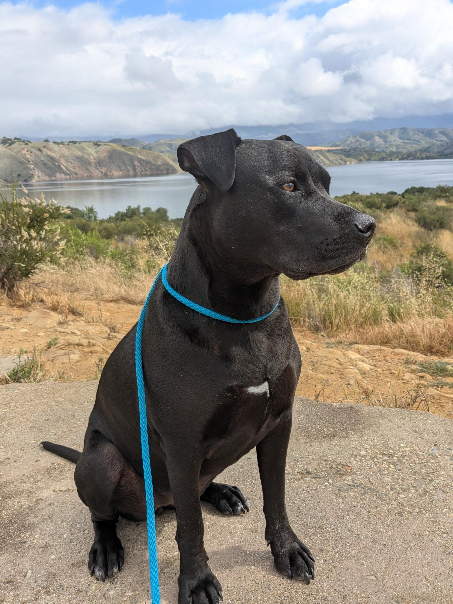 Buttercup, an adoptable mixed breed in South San Francisco , CA image 6/6
