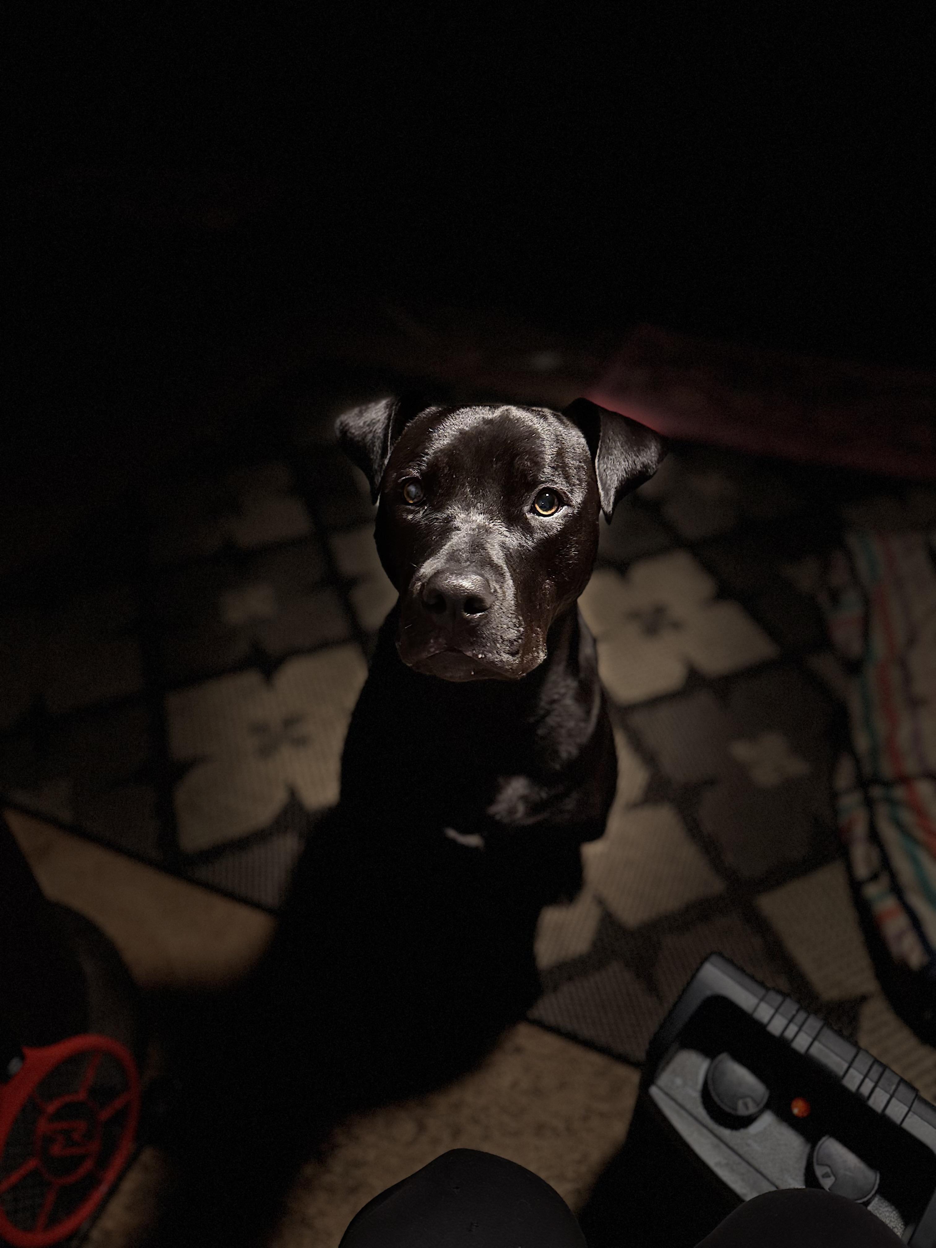 Buttercup — thumbnail 2