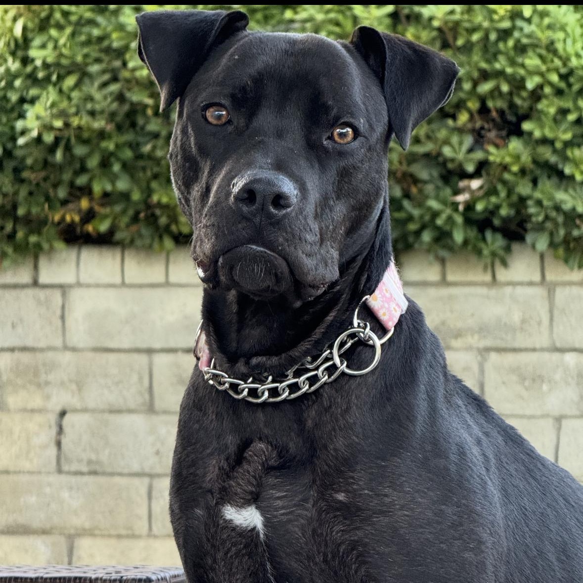 Buttercup, an adoptable mixed breed in South San Francisco , CA image 4/6
