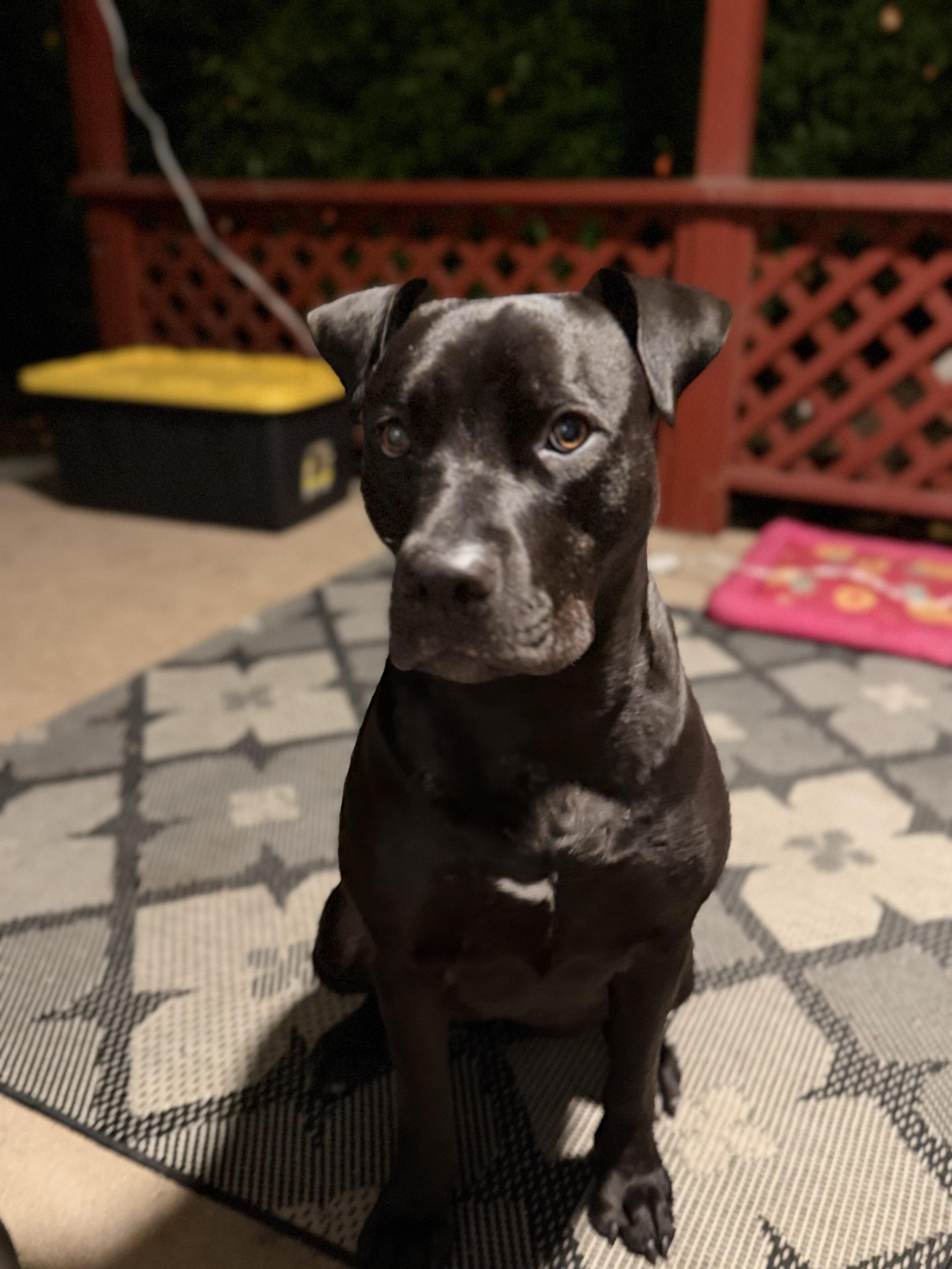 Buttercup, an adoptable mixed breed in South San Francisco , CA image 3/6