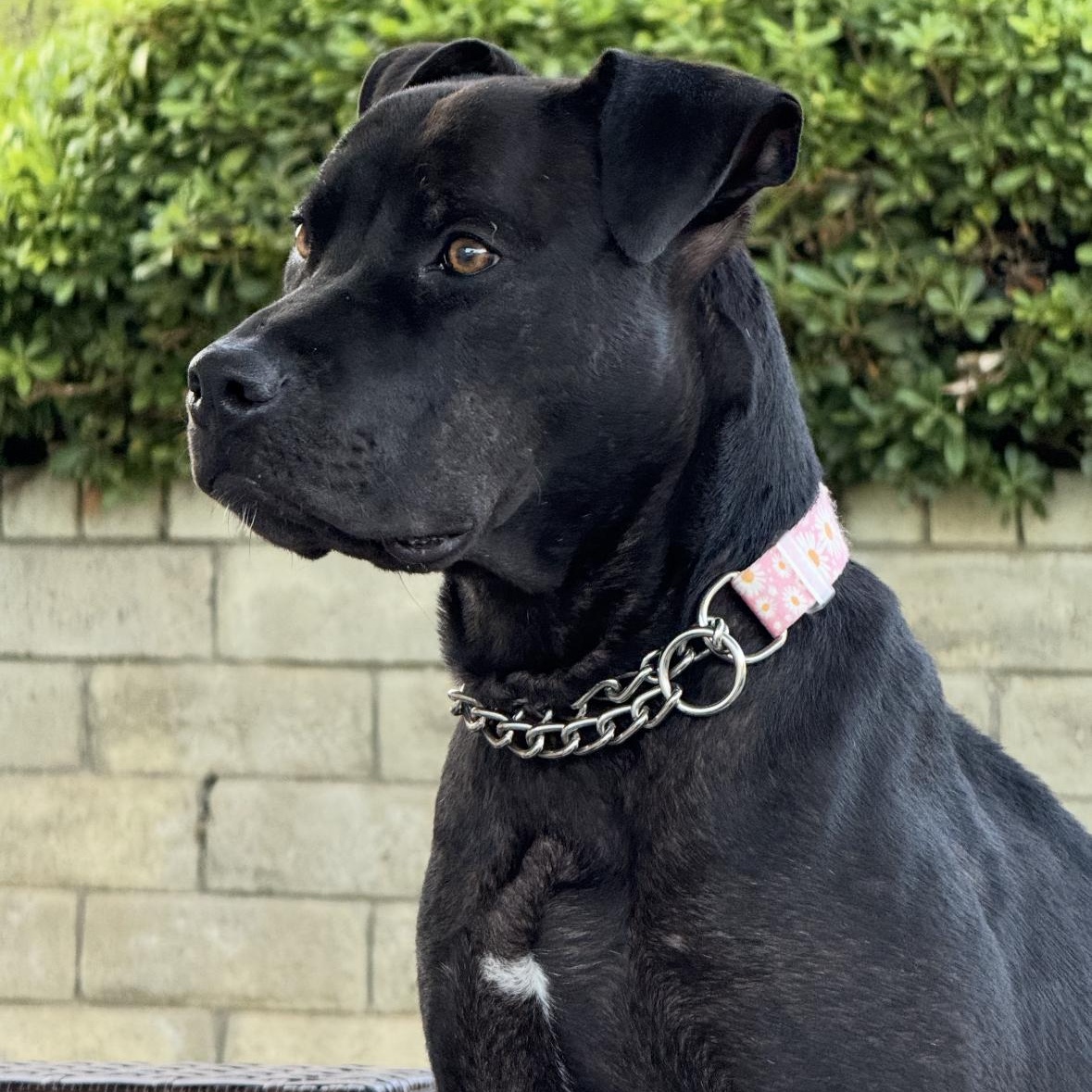 Buttercup, an adoptable mixed breed in South San Francisco , CA image 5/6