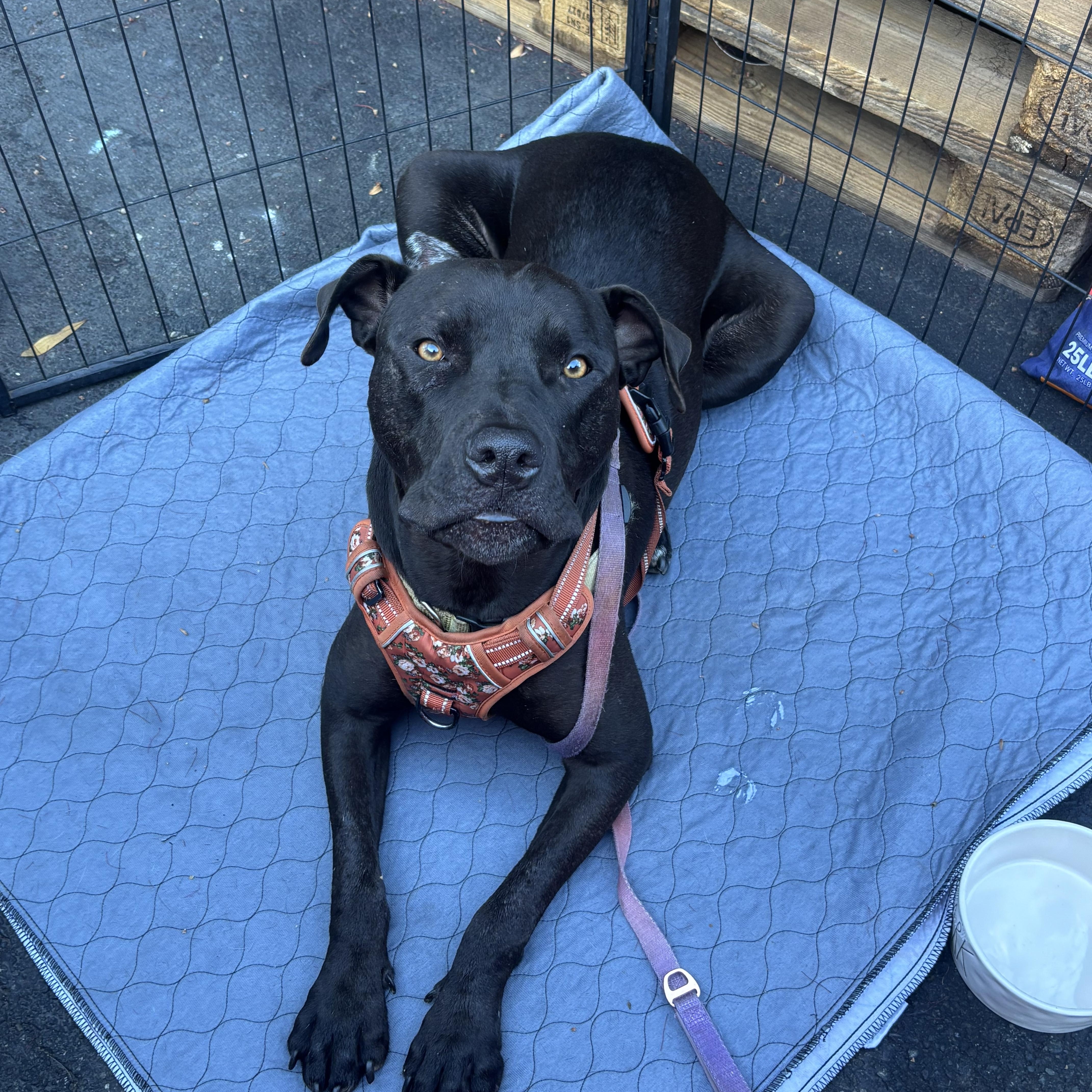 Enlarge Buttercup, a Adoptable mixed breed in South San Francisco , CA image 1/6