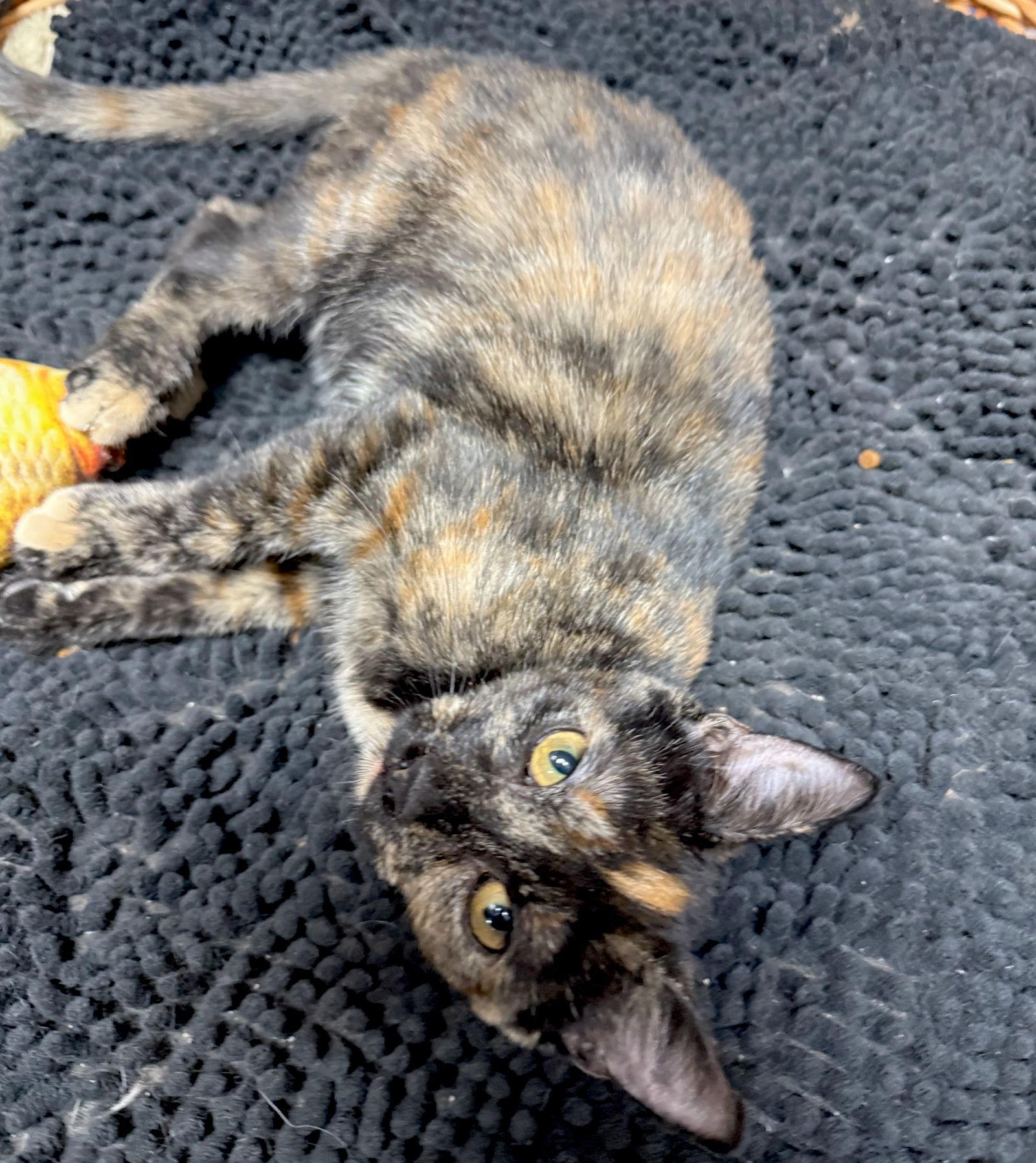 CAT- WENDY, Adoptable, Kitten Female Domestic Medium Hair.