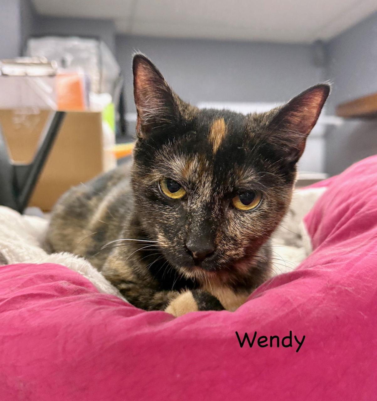 CAT- WENDY, Adoptable, Kitten Female Domestic Medium Hair.