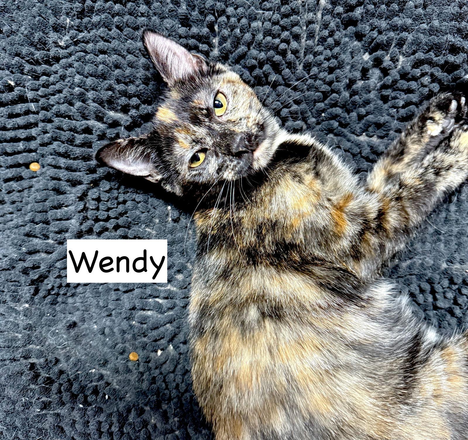 CAT- WENDY, a Adoptable Domestic Medium Hair in GILBERTS, IL image 2/3